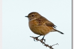 Stonechat - Saxicola torquata