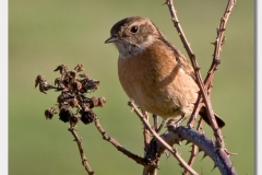 Stonechat - Saxicola torquata