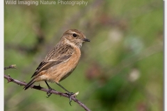 Stonechat - Saxicola torquata