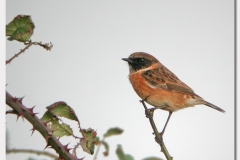 Stonechat - Saxicola torquata