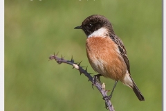 Stonechat - Saxicola torquata