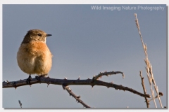 Stonechat - Saxicola torquata