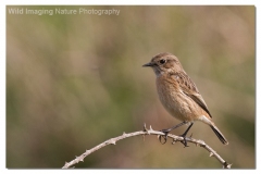 Stonechat - Saxicola torquata