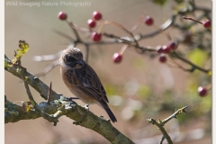 Stonechat - Saxicola torquata